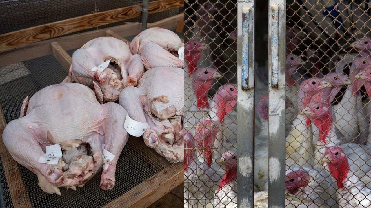 Si lavas el pavo podrías pasar 'Thanksgiving' en el hospital y te explicamos las razones