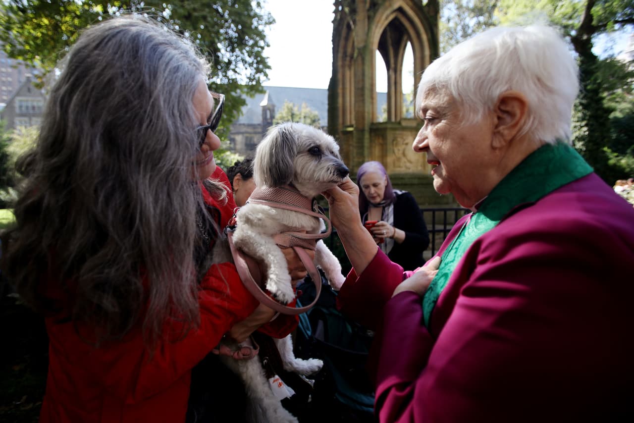 Una hermosa y tierna fotografía de la bendición y procesión de animales en el día de San Francisco de Asís.