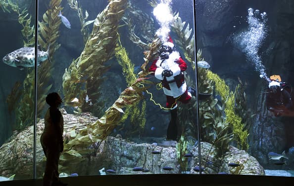 El festival también cuenta con decoraciones navideñas bajo el agua. Además, a Santa lo acompañan sus ayudantes submarinos.