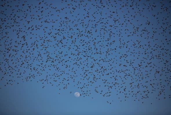 En invierno los estorninos migran hacia el sur en busca de temperaturas más cálidas.