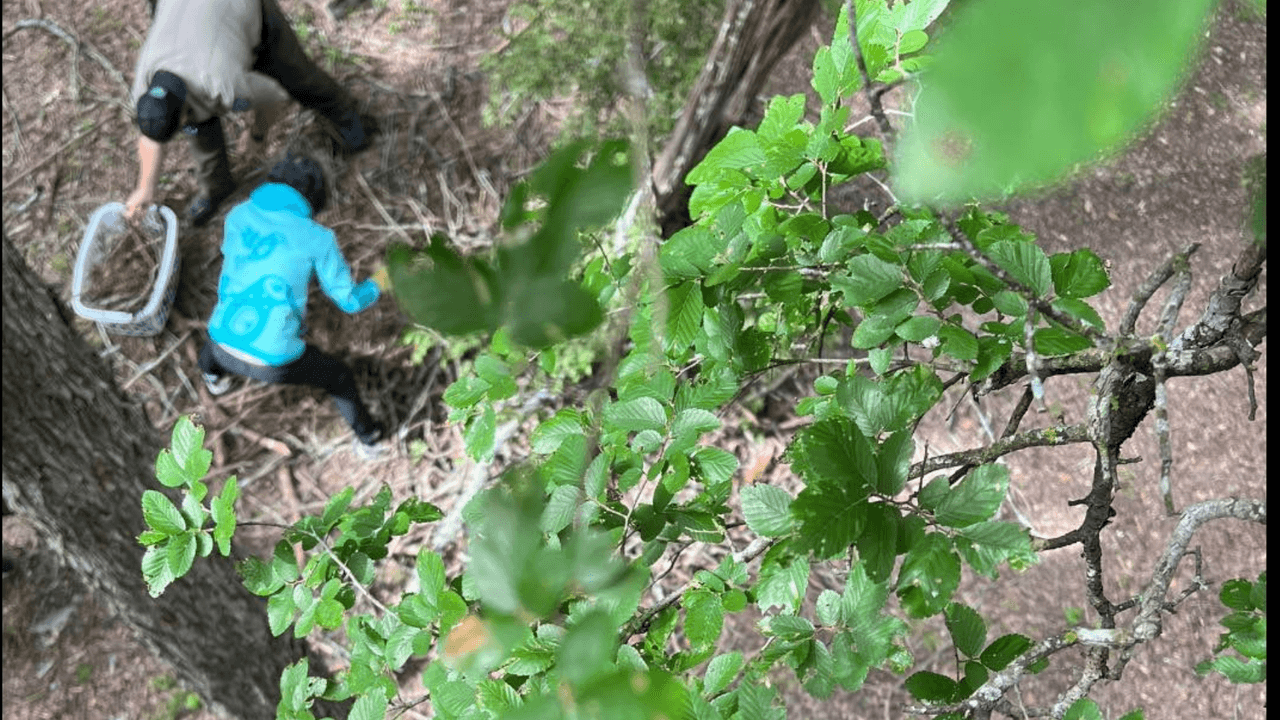 La especie del animal es un águila calva, informaron. Cuando llevaron al aguilucho para recibir los cuidados de la asociación, unas personas dijeron que los padres del polluelo seguían en el lugar.