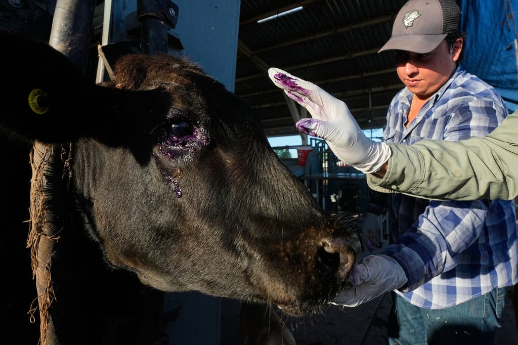 Un veterinario aplica antibióticos en el ojo lesionado de un ternero durante una inspección para su exportación a Estados Unidos en una asociación regional de ganaderos en Hermosillo, México, el martes 18 de agosto de 2026. (Foto AP/Fernando Llano)