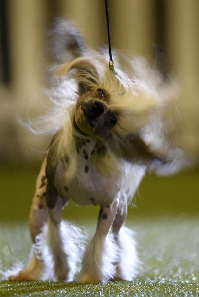 En la feria hubo de todo hasta simpáticos xoloezcuincles, ¿quién dijo que este perro era feo?