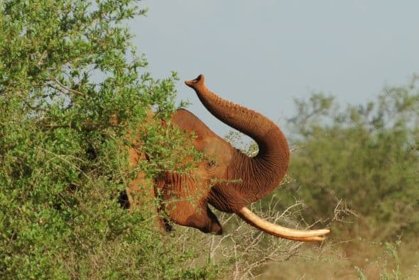 La organización en pro de esta especie tiene como objetivo combatir la caza.