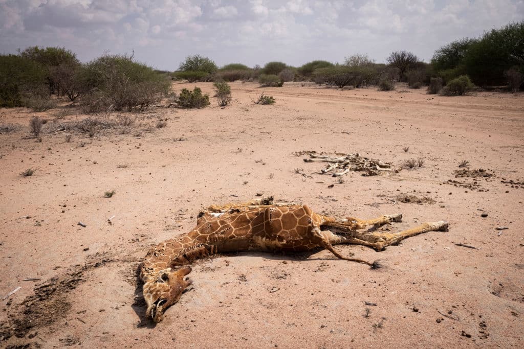 En la fotografía puede verse una jirafa tendida muerta en un camino de tierra en el 
<b>condado de Wajir en Kenia. </b>La prolongada sequía en el noreste del país ha provocado carencias extremas de agua y alimentos tanto para las personas como para los animales.