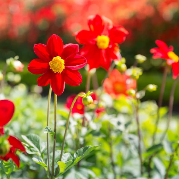 Se auguran arreglos económicos importantes. Como elementos armonizadores del Feng shui para acentuar la energía de las Leónidas se recomienda tener en la casa elementos de color rojo, desde flores como rosas o claveles, hasta velas aromáticas de ese color.