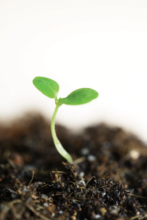 Signos del elemento tierra (Tauro, Virgo y Capricornio)