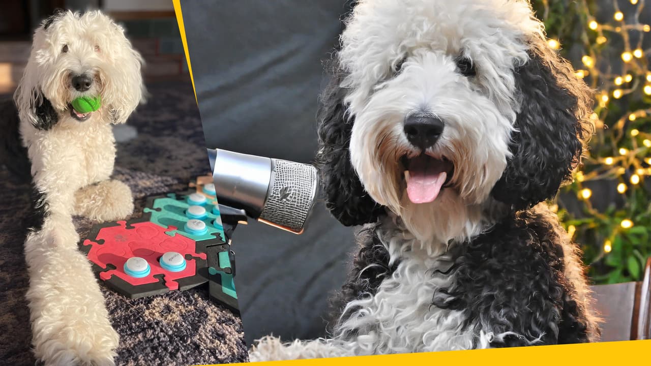 Conoce a Bunny, la perrita que habla con su dueña usando un tapete: es una estrella de TikTok