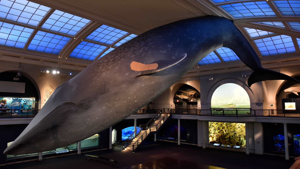 Museo de Historia Natural en Nueva York se convierte en un centro de vacunación 