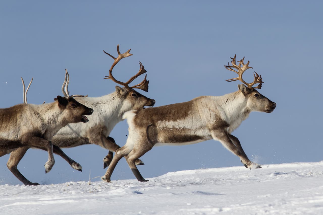 Los renos no pueden volar, pero sí son excelentes corredores: alcanzan velocidades de hasta 50 mph.