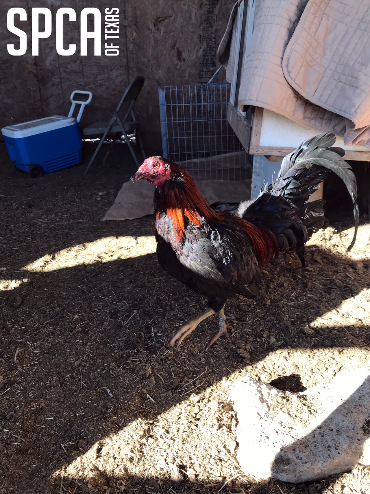 También se encontraron varias cajas que eran utilizadas para transportar los gallos hacia el lugar de las peleas.
<br>