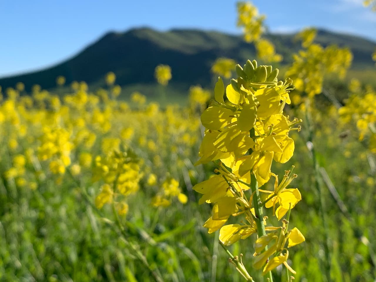 Puedes acceder a
<a href="https://www.google.com/maps/dir/Kingsburg,+California+93631/36.5686503,-119.5479045/36.5686746,-119.4851947/36.6045246,-119.4844511/36.6040066,-119.3949285/36.6546306,-119.3946644/36.6549358,-119.4486045/36.7200588,-119.448418/36.7201918,-119.4573364/36.7336274,-119.4990245/36.7504256,-119.4974884/36.7501334,-119.5560892/36.707851,-119.55623/36.7067416,-119.5921237/36.6921904,-119.5923103/36.6928226,-119.6820263/36.7074347,-119.682058/36.7075369,-119.7000586/36.6783126,-119.6998299/36.6344228,-119.6106162/36.6340183,-119.5475962/36.5686497,-119.5478798/@36.608056,-119.6016473,11z/data=!4m29!4m28!1m5!1m1!1s0x8094e43229d0e38b:0x62755c715a997697!2m2!1d-119.5540175!2d36.5138398!1m0!1m0!1m0!1m0!1m0!1m0!1m0!1m0!1m0!1m0!1m0!1m0!1m0!1m0!1m0!1m0!1m0!1m0!1m0!1m0!1m0!3e0" target="_blank">este mapa</a> y hacer el recorrido por ti mismo.