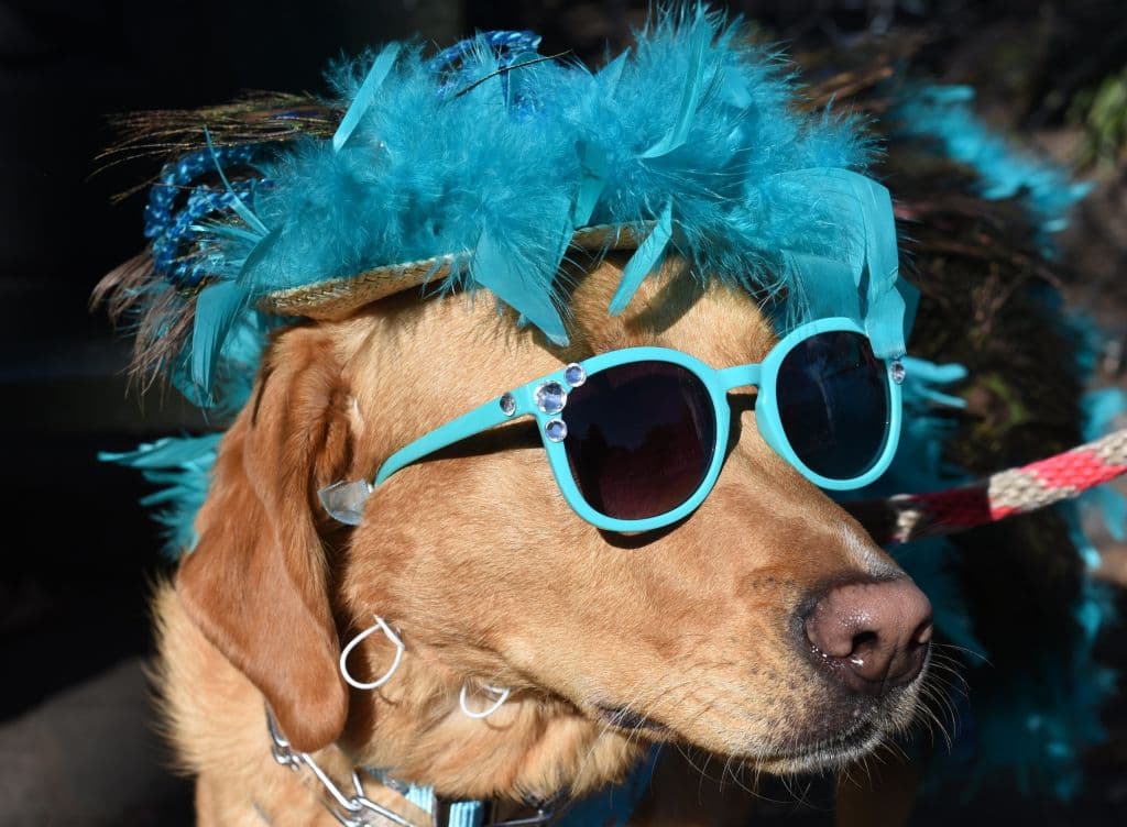 Las plumas son parte de los accesorios que no faltan en el desfile.