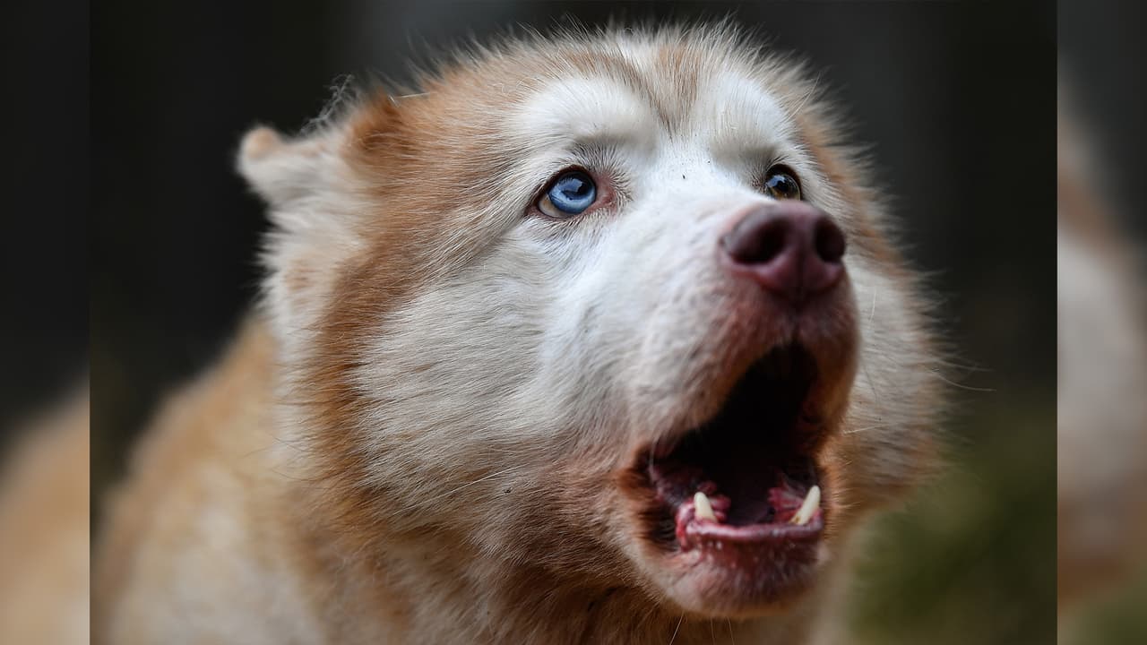 Según expertos, puedes 
<b>identificar un ataque de pánico</b> con señales como 
<b>ladridos excesivos, mantenerse agachado o con la cola entre las patas, comportamiento agresivo o anormal, incontinencia</b>, llanto y en caso extremo 
<b>hasta convulsiones</b>.