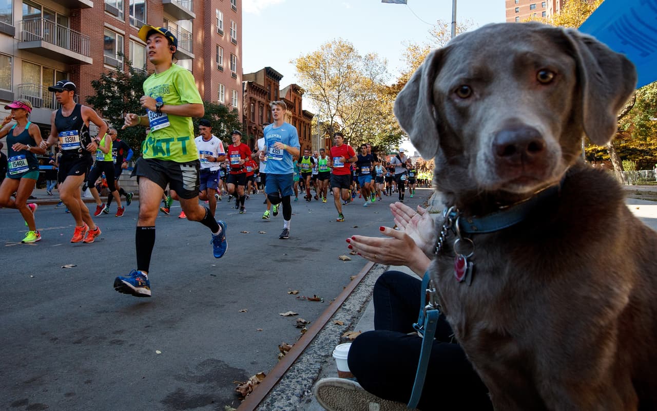 ¿Dónde crees que hay más perros en Nueva York? Este mapa te lo muestra
