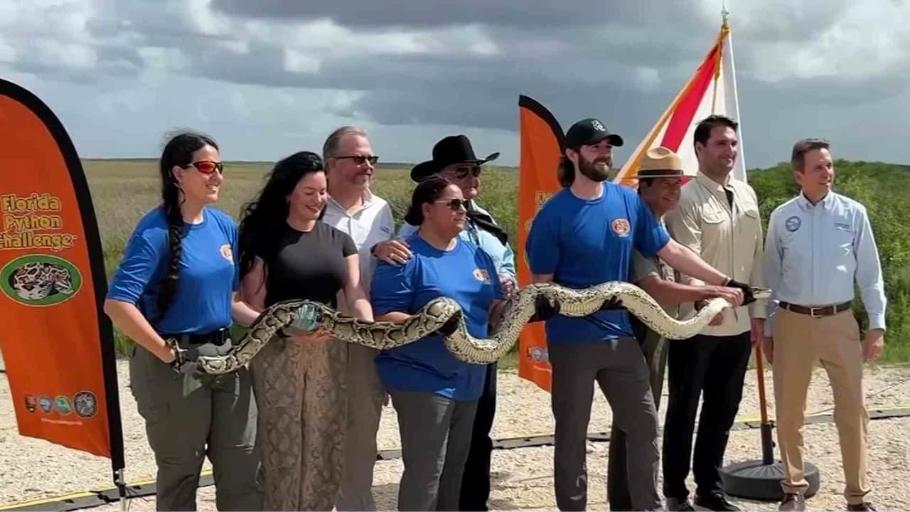 Inician inscripciones para la caza de pitones en los Everglades