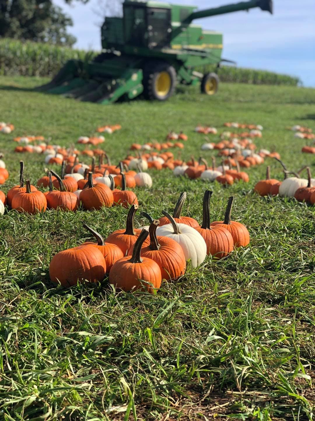 <b>Johnny Wilson Farm (Granite Falls)</b>
<br>
<b>Sitio web</b>: 
<a href="https://johnnywilsonfarm.com/">https://johnnywilsonfarm.com/</a> 
<br>
<b><a href="https://maps.app.goo.gl/4dJsHuK8AZk5XRFGA">Cómo llegar</a> </b>
<br>
<br>En este huerto encontrarás diversión y podrás ver animales de granja, disfrutar de laberintos de maíz y heno, y podrás comprar calabazas.