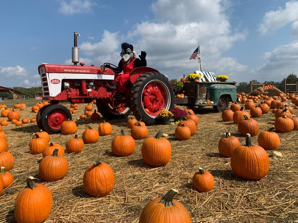 <b>Red Wolf Farm (Maiden)</b>
<br>
<b>Sitio web</b>: 
<a href="https://www.redwolffarm.com/">https://www.redwolffarm.com/</a> 
<br>
<b><a href="https://maps.app.goo.gl/s4v5PSdStc9dzS2Z6">Cómo llegar</a> </b>
<br>
<br>Aquí disfrutarás de paseos en carruajes, un laberinto de maíz, bolos de calabazas y podrás ver a los animales de granja.