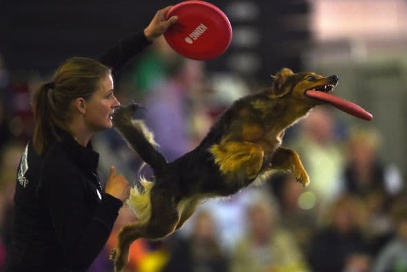 Esta competencia busca que las mascotas logren sus mejores trucos.