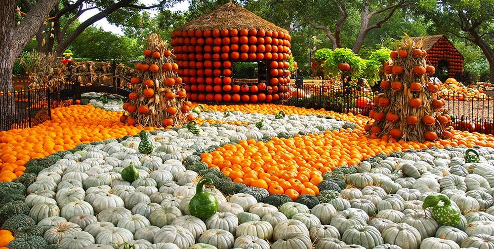 Conforme empiezan a bajar las altas temperaturas en el norte de Texas, algunas familias aprovechan para salir a realizar actividades al aire libre.
<br>