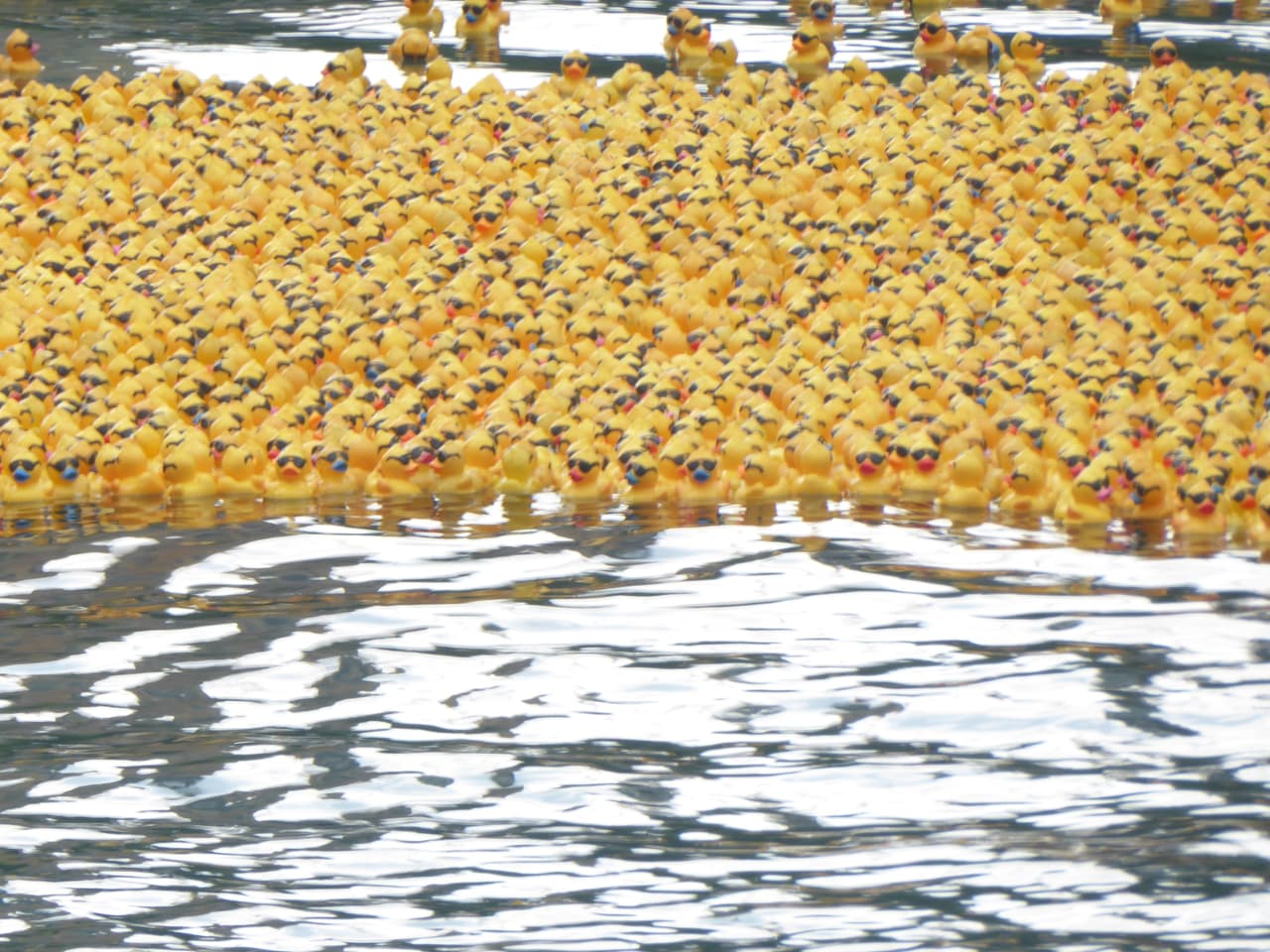 La adopción empezaba desde 
<b>5 dólares</b>, pero hay asociaciones que donaron hasta 
<b>1,000 dólares</b> o más por cada pato.