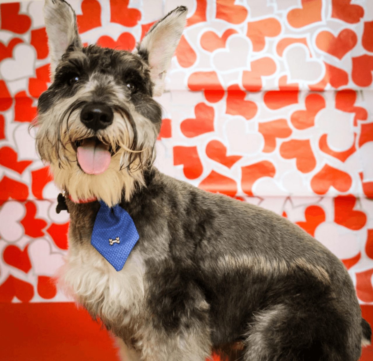 Squishy de Chicago, Illinois