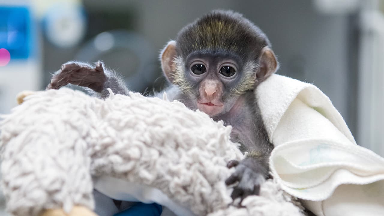 Sus cuidadores tienen la esperanza de que la fractura se cure sin ningún problema para más adelante reunirlo con su madre.