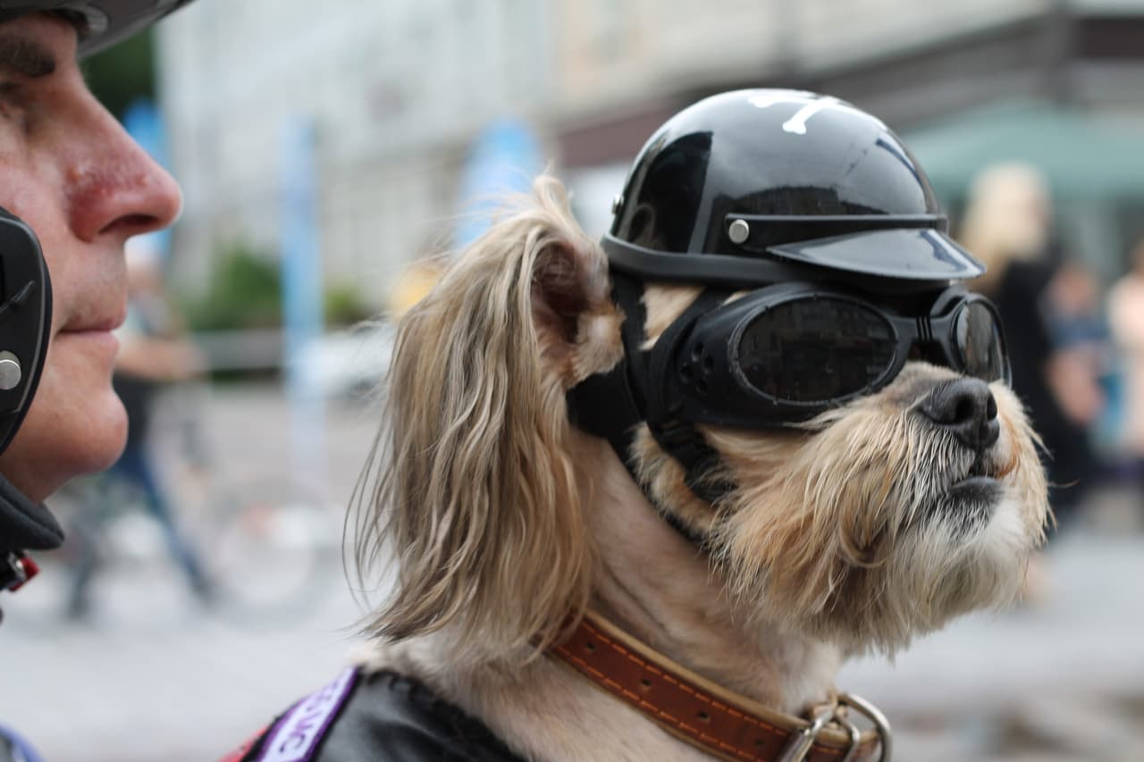 Conoce a Stitch, un rudo perrito que anda en motocicleta.