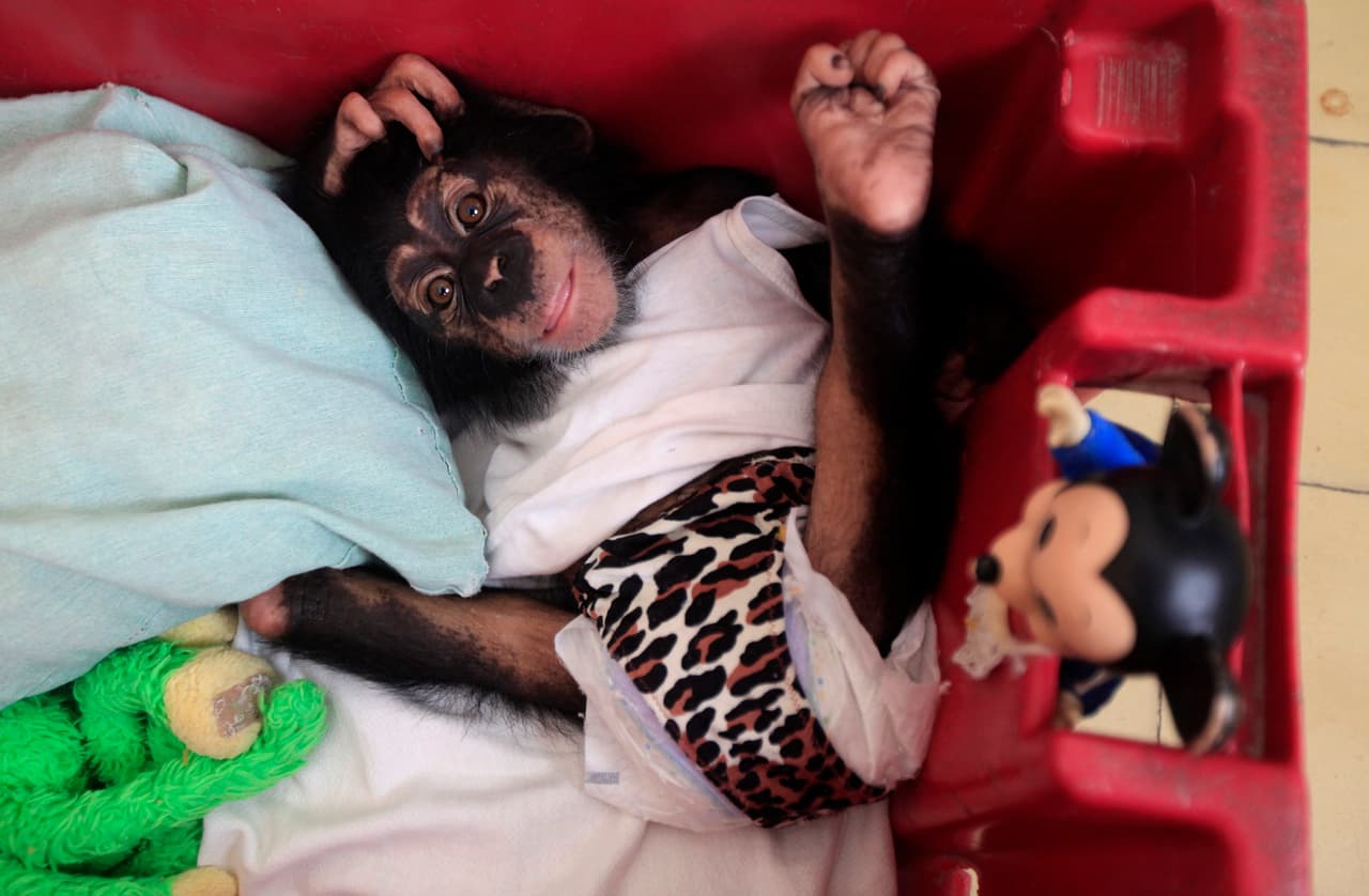 One of the chimps being raised by zoo biologist Marta Llanes Torres, 62, with she has raised since birth at her Havana home.