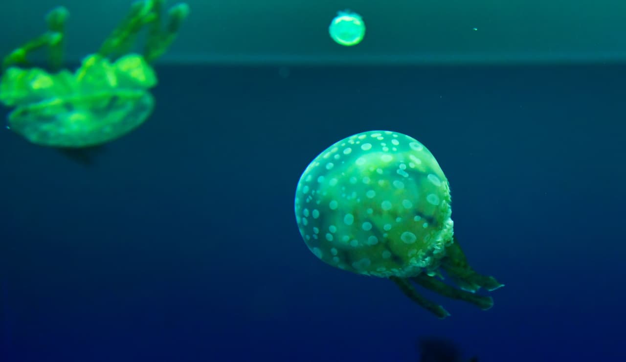 El acuario del sur de California acondicionó sus espacios de acuerdo con las medidas de seguridad y prevención de contagios de coronavirus de los funcionarios de salud del estado.