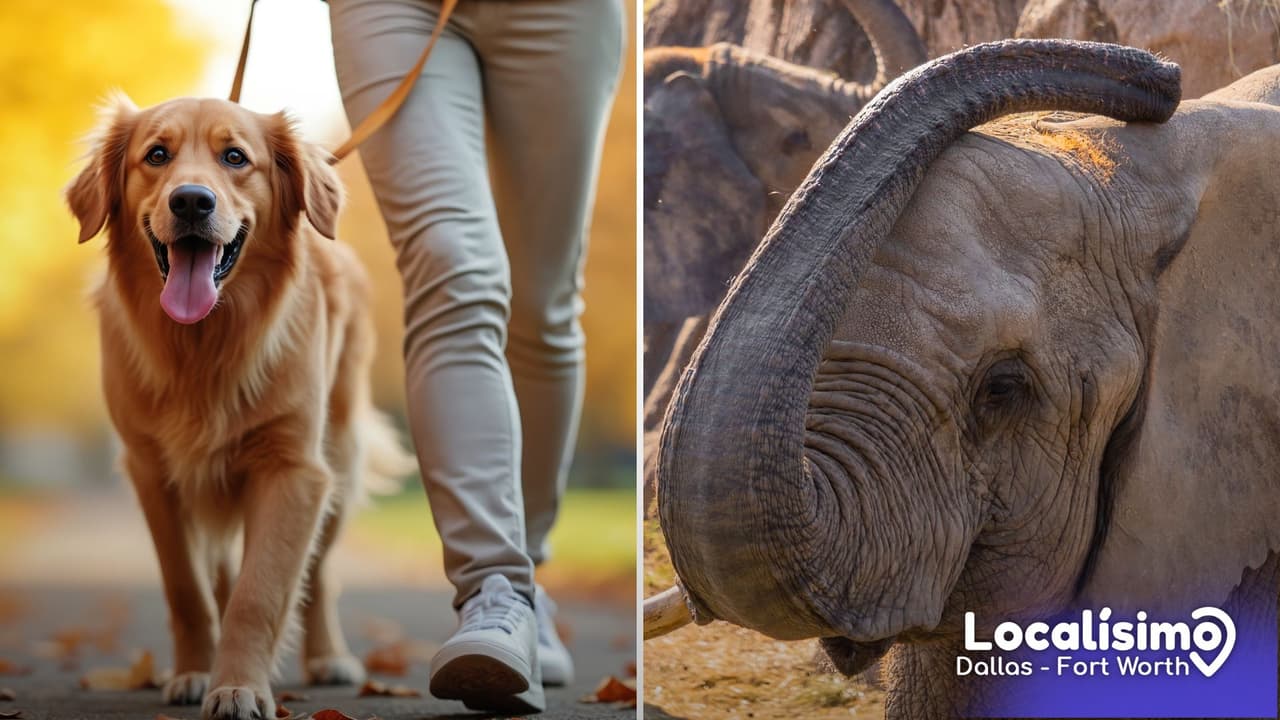 ¿Tu perro puede ir al zoológico? Dallas Zoo prueba Dog Days por un día.