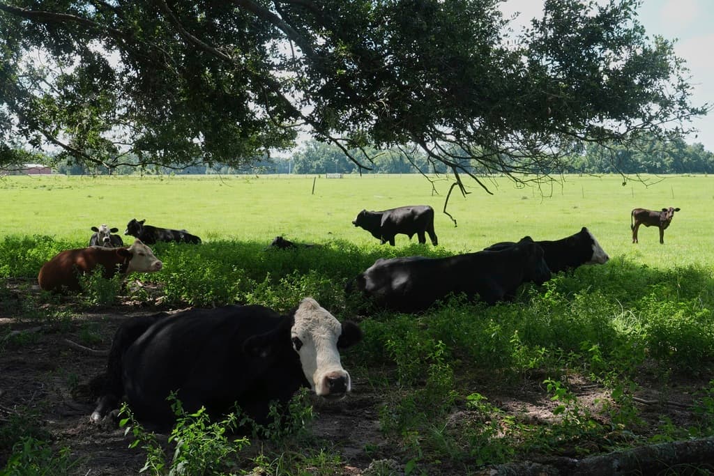 El desarrollo urbano es otra gran amenaza: Florida recibe 1,000 nuevos habitantes diarios. Más casas, carreteras y comercios generan superficies pavimentadas que bloquean la recarga del acuífero y aumentan el escurrimiento contaminante.