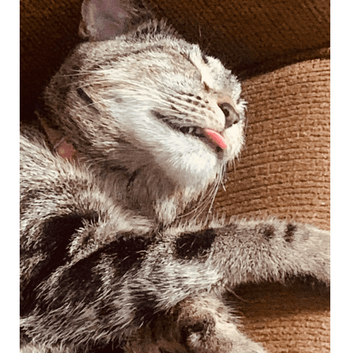 "Así duerme ella", compartió su dueña.