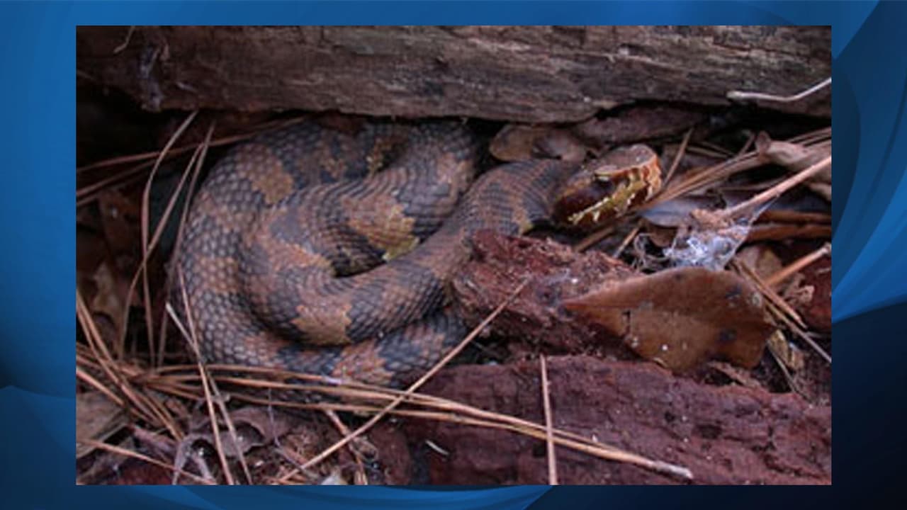 <b>Cottonmouth / Water Moccasin (<i>Agkistrodon piscivorus</i>).</b> Tienen cabezas grandes y triangulares con una línea oscura que pasa por el ojo. Miden entre 24 y 48 pulgadas. Su coloración es muy variable: pueden tener bandas cruzadas oscuras en un color de fondo marrón y amarillo o completamente marrón o negro. Los adultos mayores a menudo son oscuros y de color sólido, mientras que las jóvenes tienen un diseño brillante con una punta de cola de color amarillo azufre que se mueven para atraer a sus presas. El vientre tiene típicamente manchas oscuras y de color amarillo parduzco con la parte inferior de la cola que es negro. Como víboras tienen fosas faciales que detectan el calor y se usan para detectar presas y depredadores. Los machos son más grandes que las hembras.