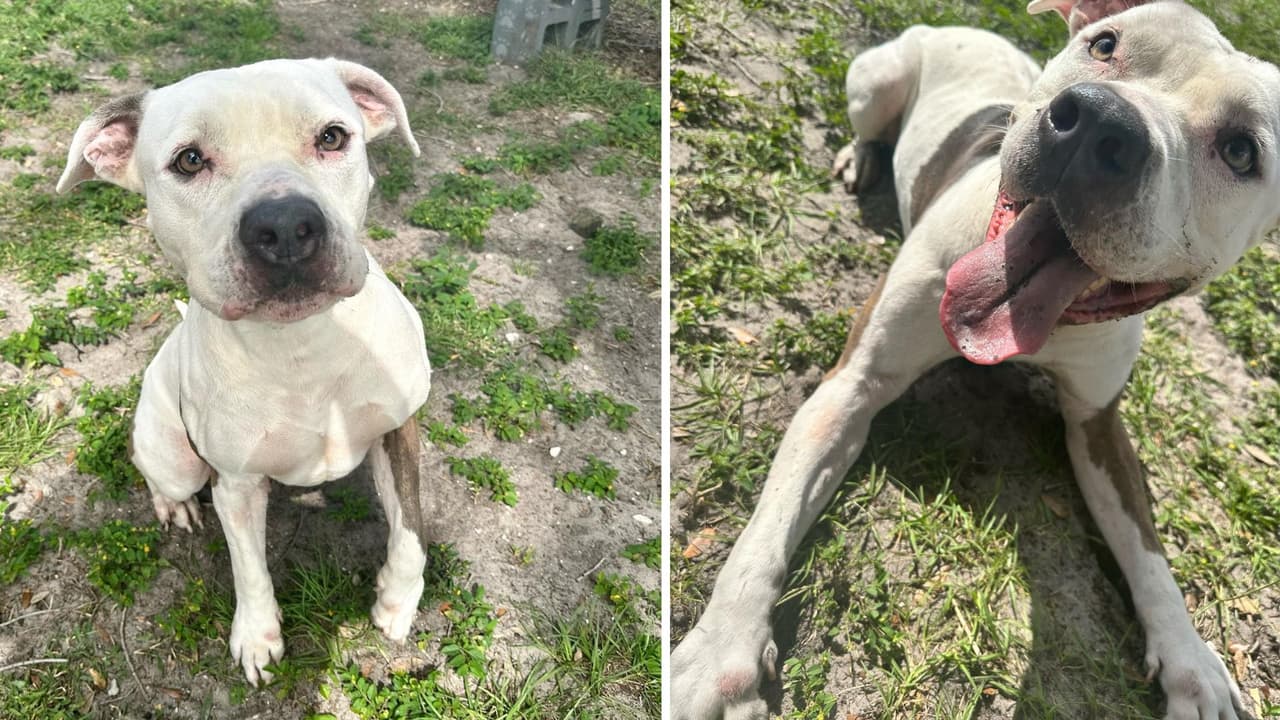 Goofy es un Pit Bull Terrier que le gusta correr y jugar a la pelota. Están buscando un hogar con jardín para correr y disfrutar de su energía. Desde julio parece llevarse bien con otros perros, pero busca ser el dominante.
