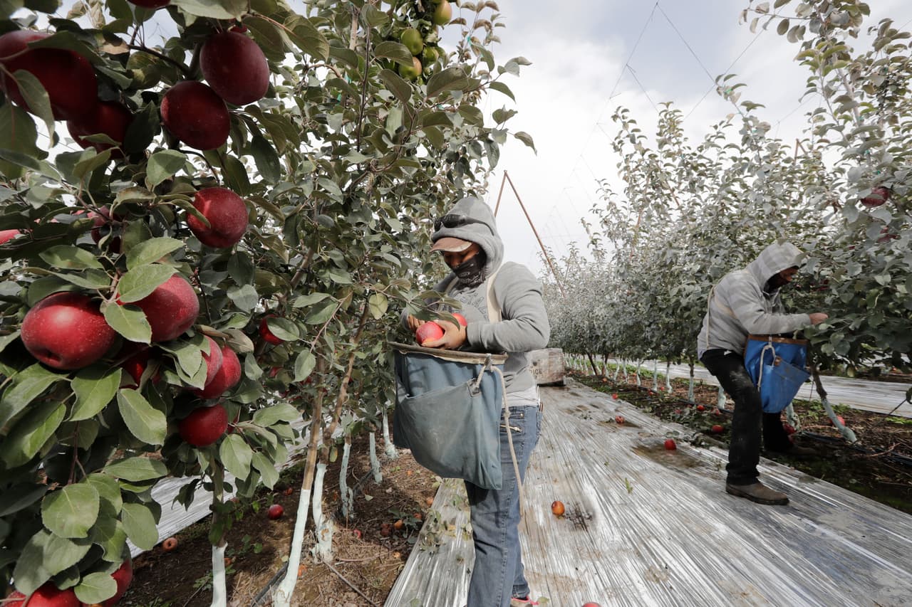 Los árboles tardan tres años en dar fruto, explicó Kathryn Grandy, miembro del equipo que comercializa la manzana. En la imagen, los trabajadores Edilia Ortega y Reynaldo Enriquez recogen las manzanas. La capa grisácea que puede verse en algunos de los árboles y futos es de arcilla de caolín, utilizada para proteger a las manzanas del sol.