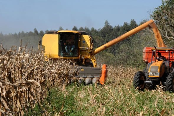 El cultivo de maíz transgénico no está permitido en Paraguay. Sin embargo, los controles realizados desde principios de agosto por funcionarios del Servicio Nacional de Salud Vegetal (SENAVE), revelaron que 20 por ciento de las plantas analizadas eran genéticamente modificadas.