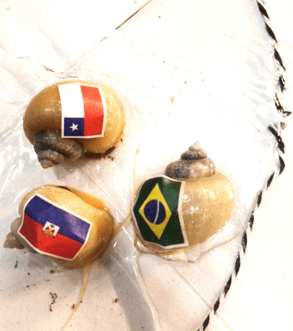 Brasil muy cerca de la linea de meta.