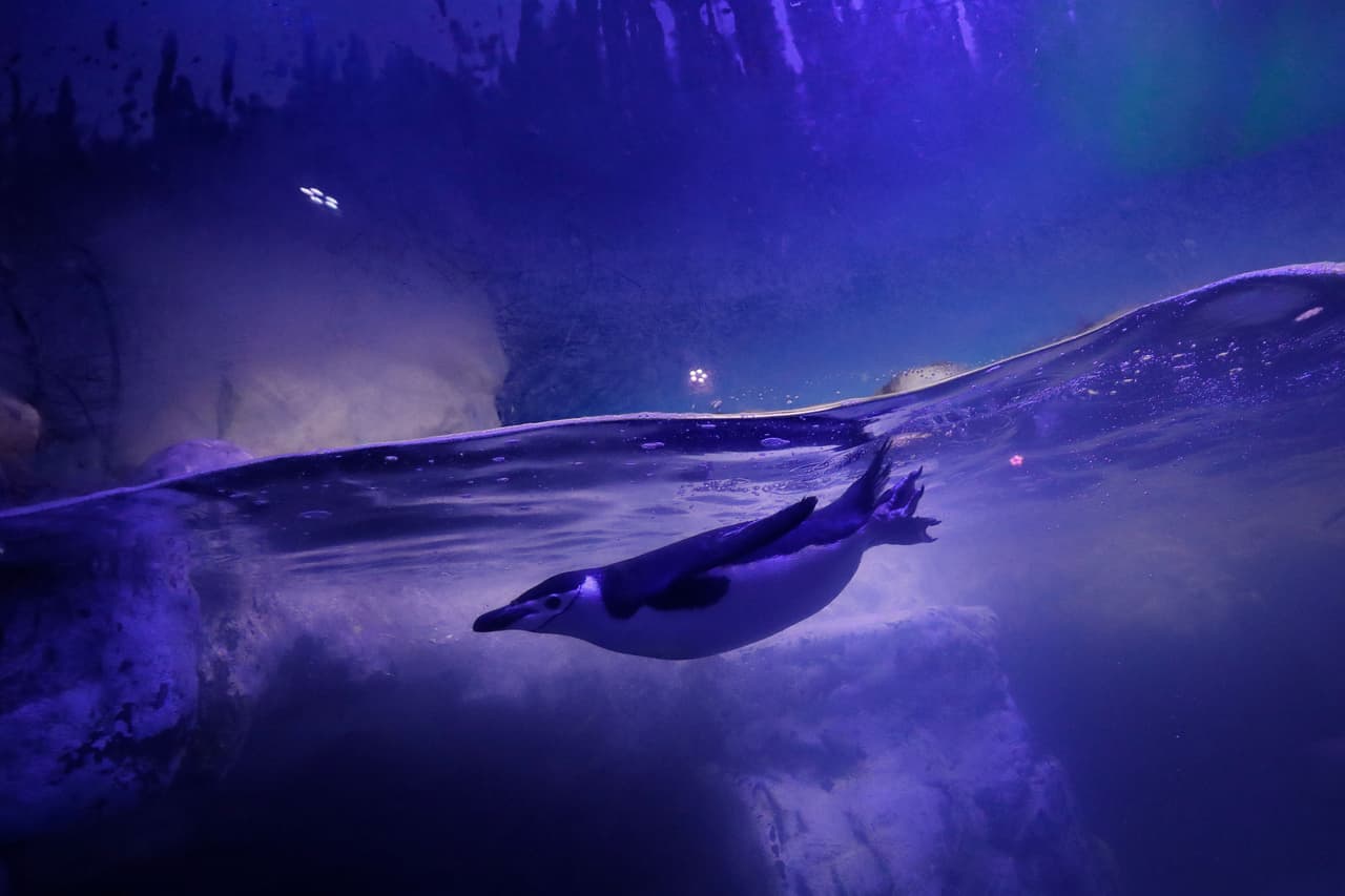 <b>Un rincón helado en la Ciudad de México</b>
<br>
<br>Un pingüino nada en un recinto que alberga pingüinos gentoo y barbijo en el Acuario Inbursa de la capital mexicana, el 13 de enero de 2021.
<br>