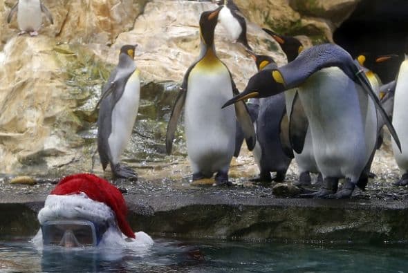 ¿Un intruso en mi agua? No, es Santa quien les llevó a estos pingüinos un poco de pescado en Francia.