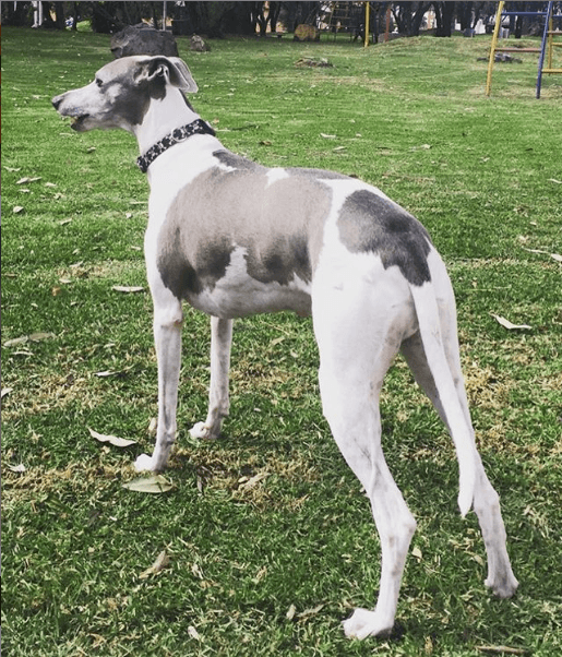 “Flaco hermoso. Ellos solo dejan buenos recuerdos. Buen viaje amigo del alma…”, escribió Michel junto a una foto de Skinny.