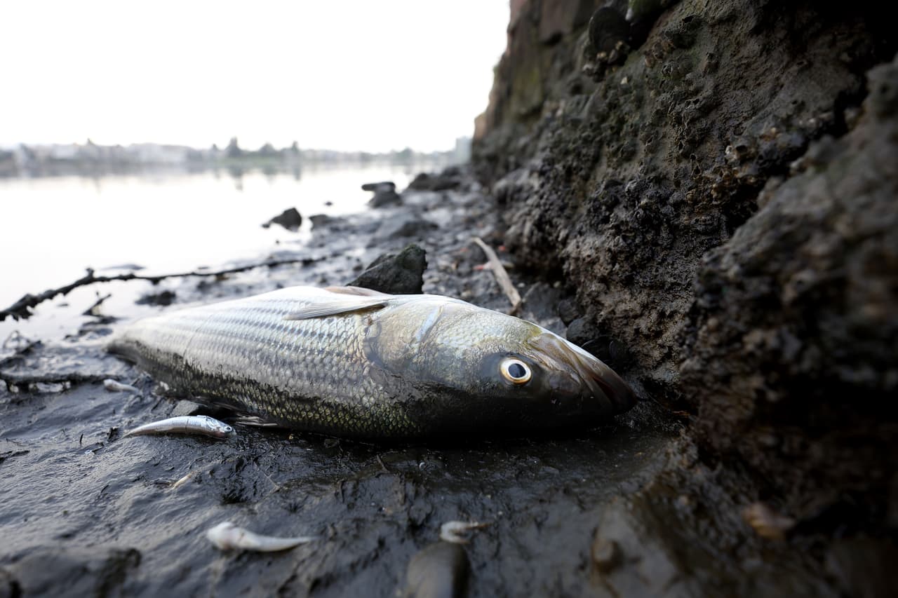 Los peces muertos han aparecido en Lake Merrit en Oakland, pero también han hallado fauna marina muerta en las playas de Fort Funston, San Francisco, y en Oyster Point, en el condado de San Mateo.