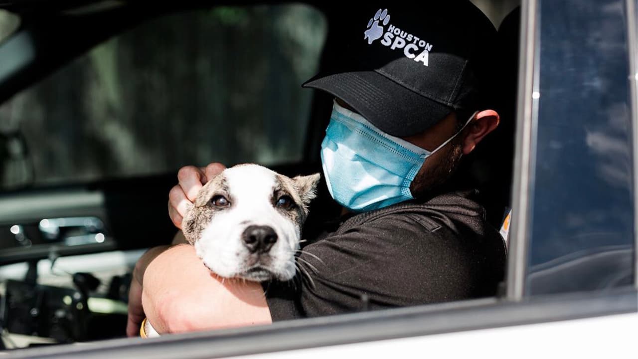 Un perro fue rescatado por la Sociedad Protectora de Animales de Houston (SPCA) luego de pedir información y ofrecer recompensa tras un video viral donde se muestra como es golpeado el animal.