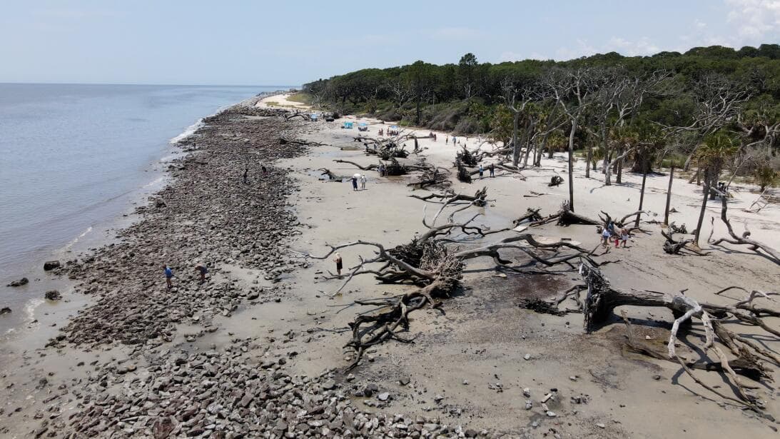 Ubicada en el extremo norte de Jekyll Island, Driftwood Beach te sorprenderá con la hermosa madera que estuvo a la deriva y los árboles incrustados en la arena, que se asemejan a una escena de otro mundo.