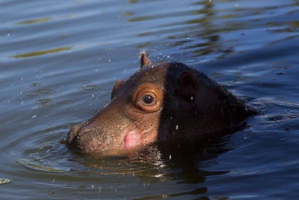 A finales del 2013 nació en el estado de Jalisco este adorable bebé.