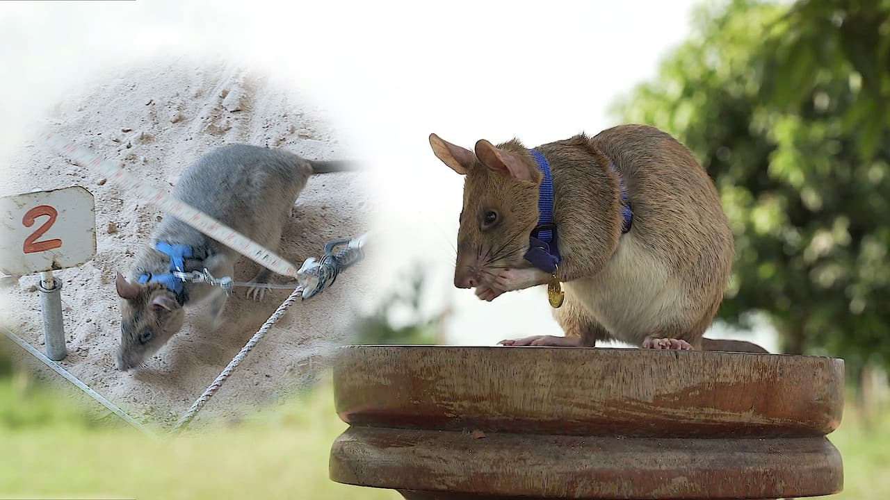 Una rata salvó cientos de vidas y fue premiada con una medalla: su historia es asombrosa