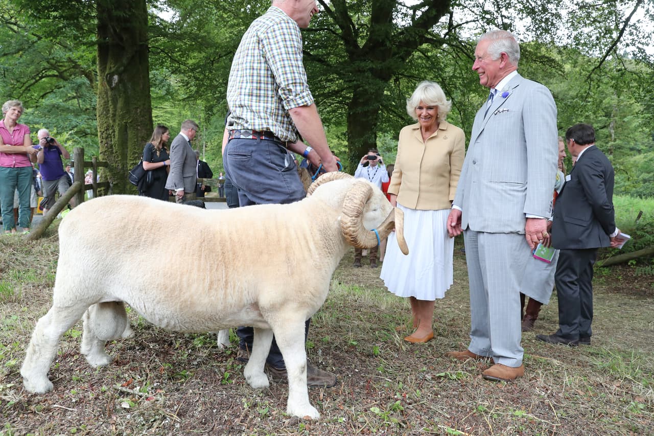 Durante esta actividad, Camilla Parker y el príncipe Carlos también conocieron un poco más sobre los cuidados que reciben algunos de los animales que habitan en los parques, como por ejemplo, este carnero.