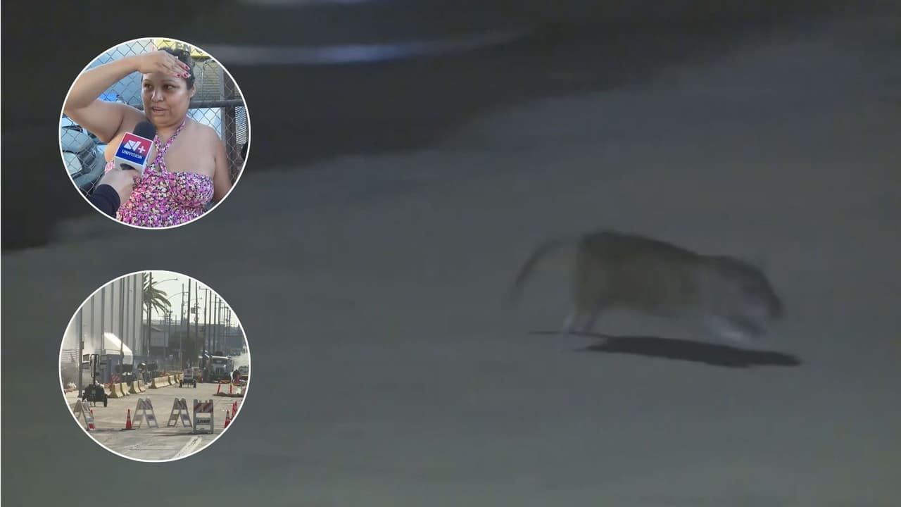 Viven entre ratas: vecinos denuncian roedores tras incendio en Boyle Heights