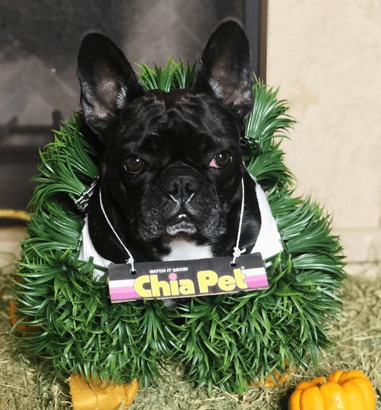 Miss Asia fue la única que se salvó del secuestro. Después de huir de los ladronres, Ryan Fisher recuerda que la perrita se echó a su lado "como un ángel".