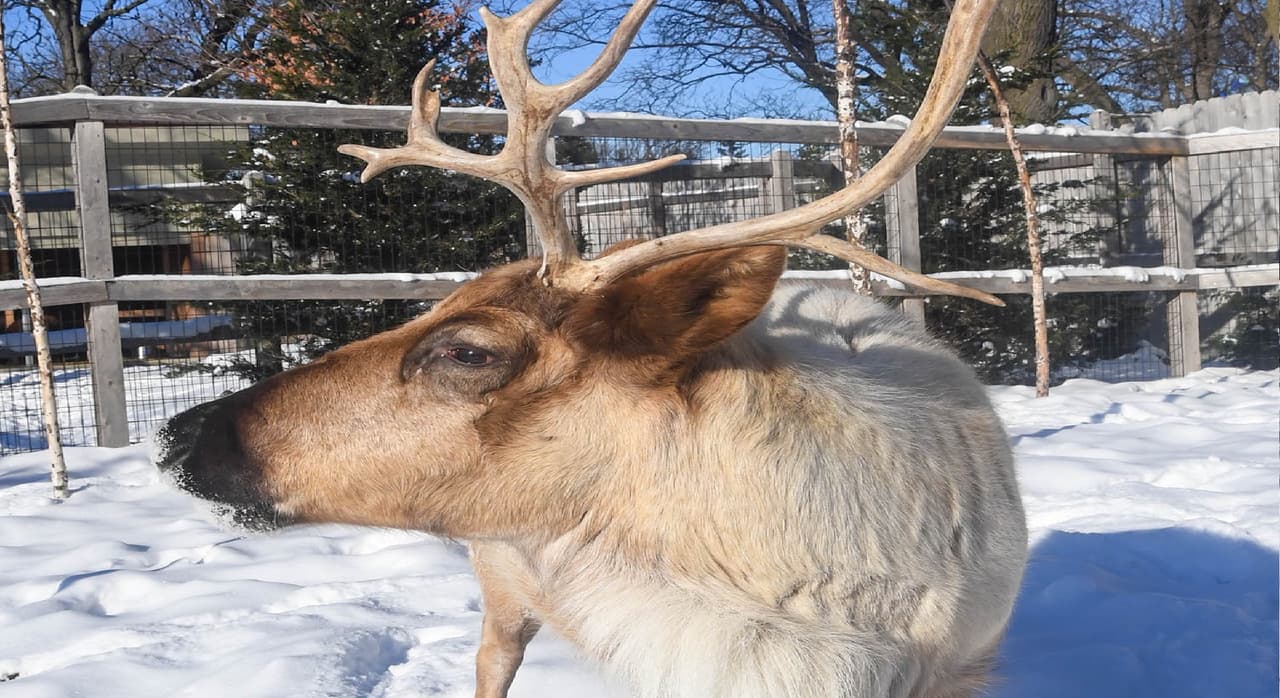 El reno, el lunes 27 de diciembre.